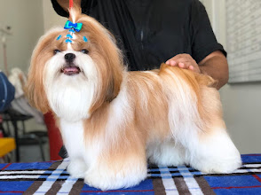 Banho e Tosa UPET
