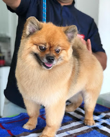Cachorro Feliz UPET
